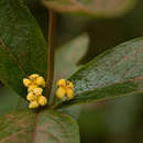 Image of Fadogia tetraquetra var. grandiflora (Robyns) Verdc.