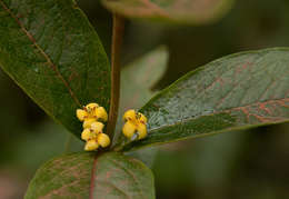 Plancia ëd Fadogia tetraquetra var. grandiflora (Robyns) Verdc.