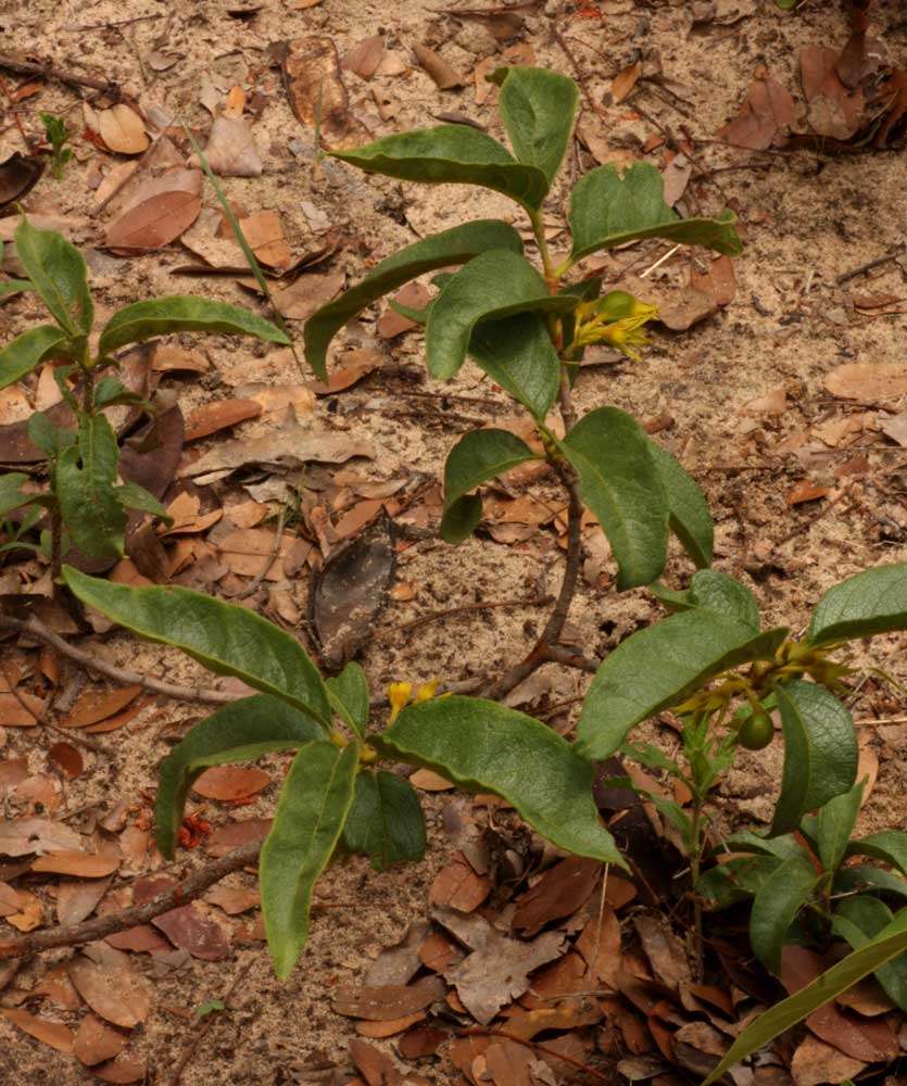 Vangueria ferruginea (Welw.) resmi