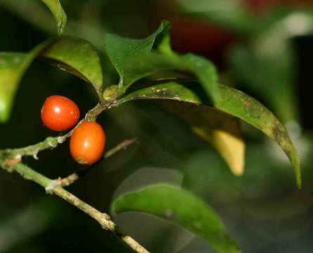 Image of Coffea mufindiensis Hutch. ex Bridson