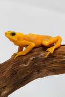 Image of Golden arrow poison frog