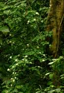 Image of Hairy manica bride's bush