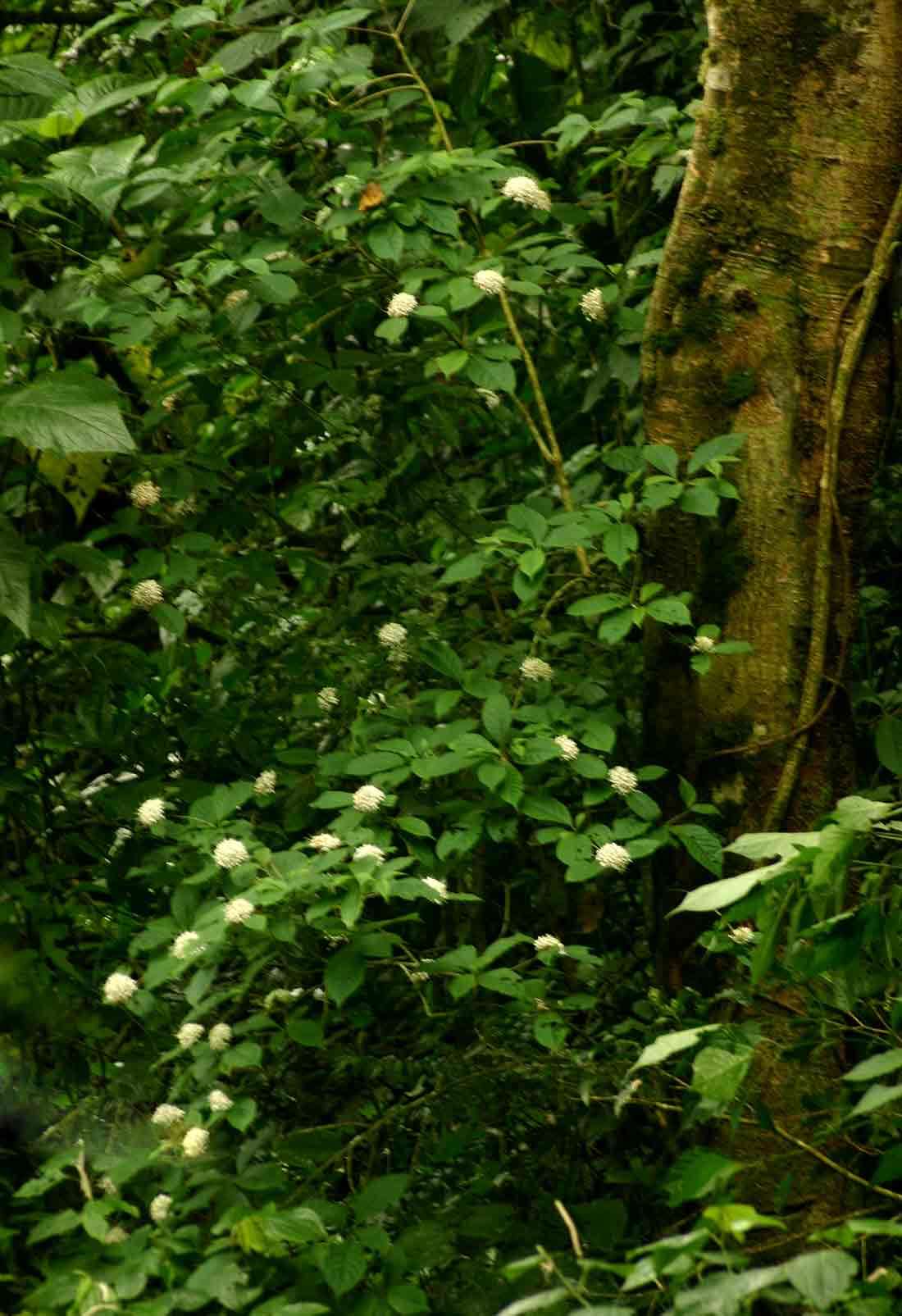 Image of Hairy manica bride's bush