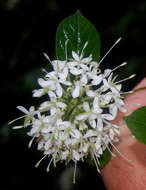Image of Hairy manica bride's bush