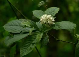 Image of Hairy manica bride's bush