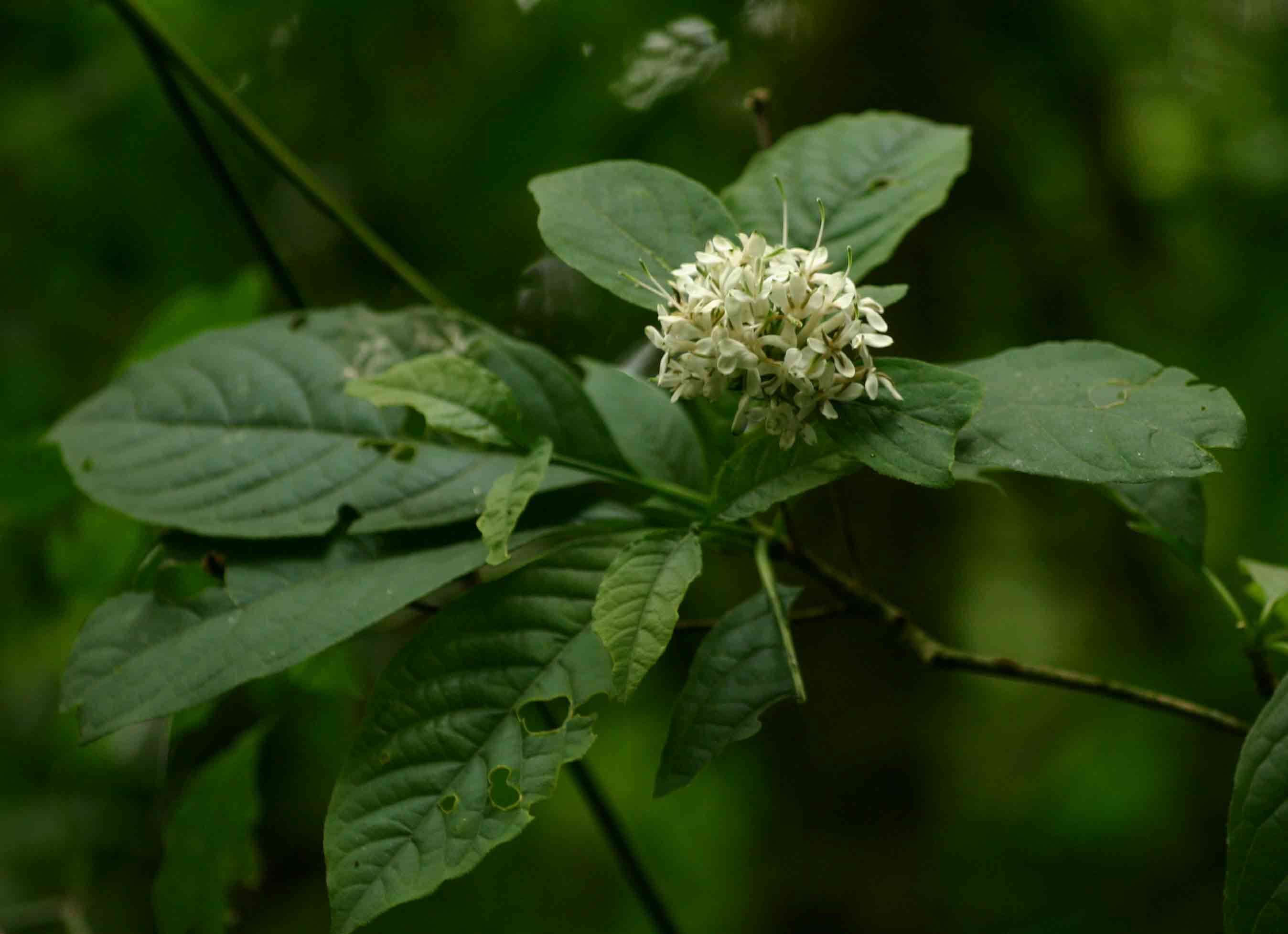 Image of Hairy manica bride's bush