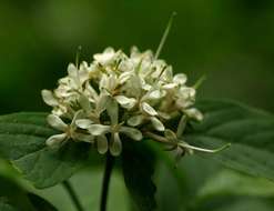 Image of Hairy manica bride's bush