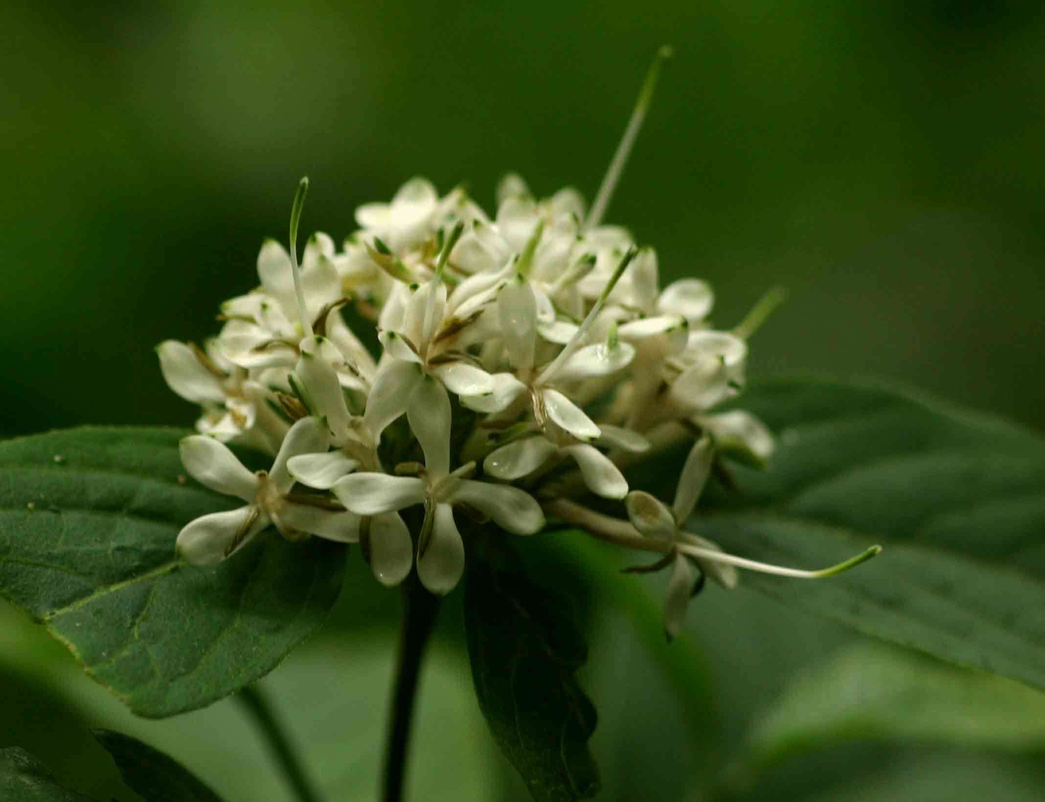 Image of Hairy manica bride's bush
