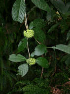 Image of Hairy manica bride's bush
