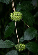 Image of Hairy manica bride's bush
