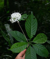 Image of Hairy manica bride's bush