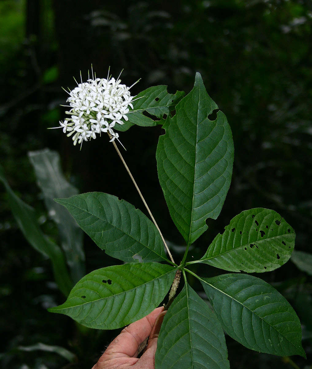 Image of Hairy manica bride's bush