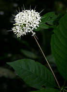 Image of Hairy manica bride's bush