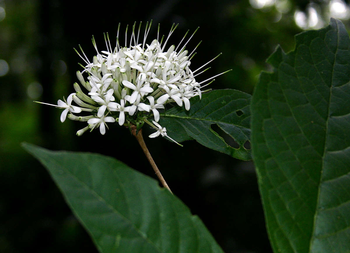 Image of Hairy manica bride's bush