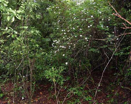 Image of Hairy manica bride's bush