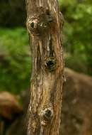 Image of Flaky-bark bride's-bush