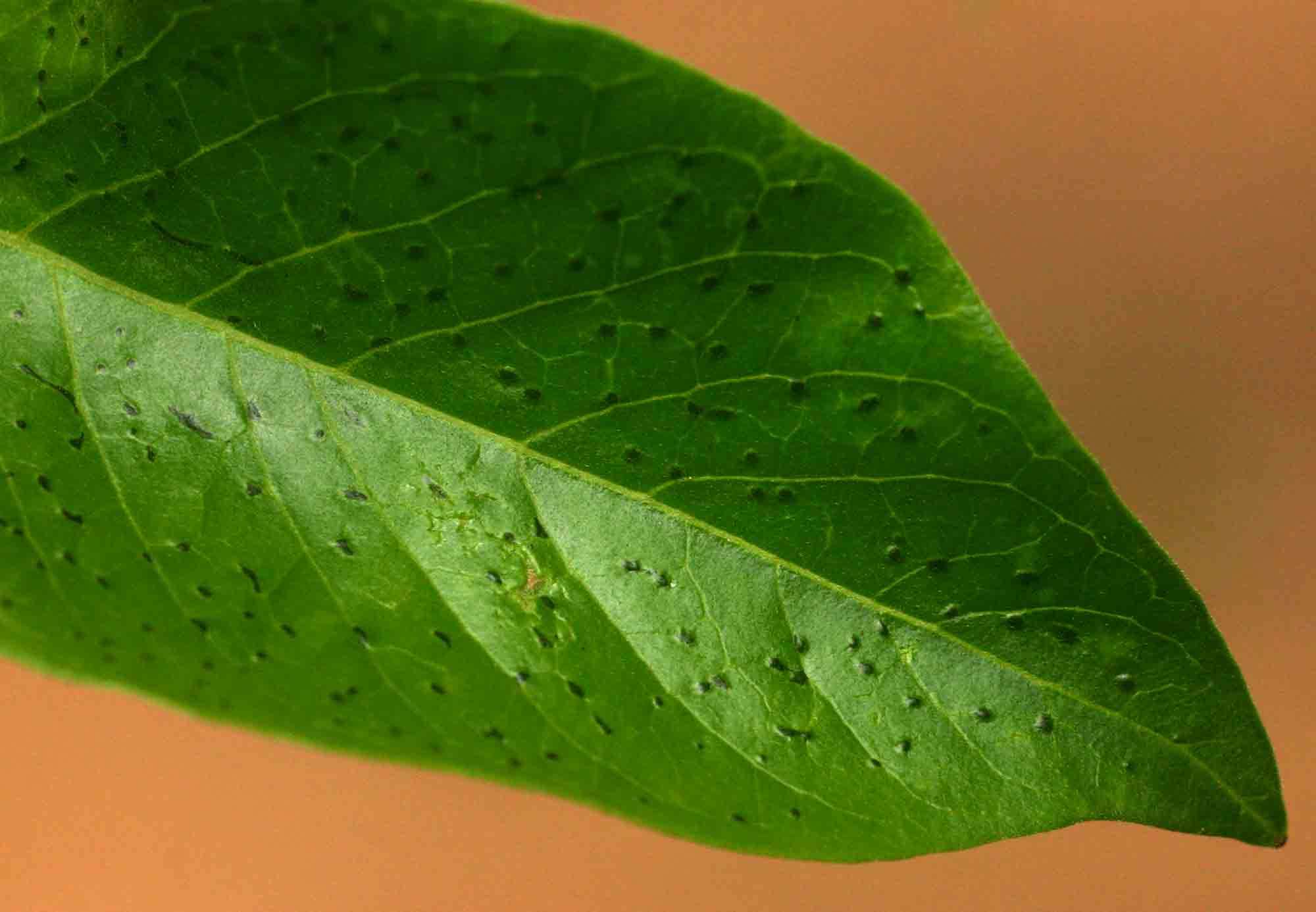 Image of Flaky-bark bride's-bush