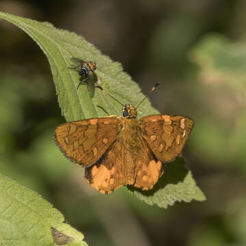 Plancia ëd Celaenorrhinus galenus Fabricius 1793