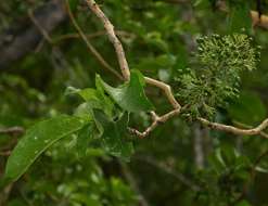 Image of Flaky-bark bride's-bush