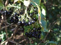 Image of Flaky-bark bride's-bush