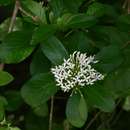 Image of Lower zambezi bride's Bush