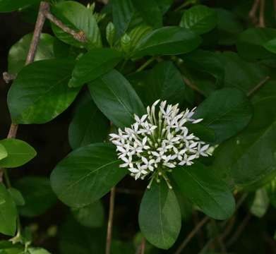 Image of Lower zambezi bride's Bush