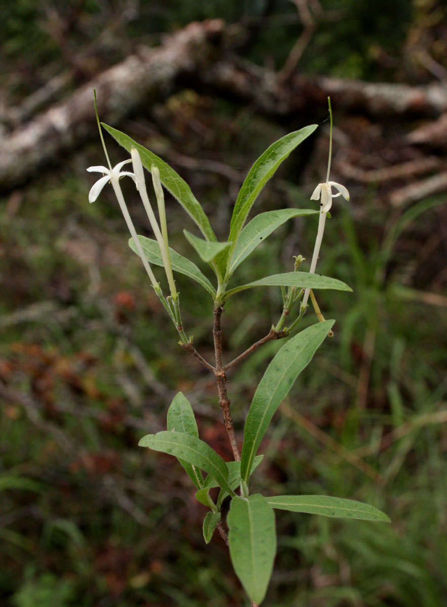 Image of Pavetta radicans Hiern