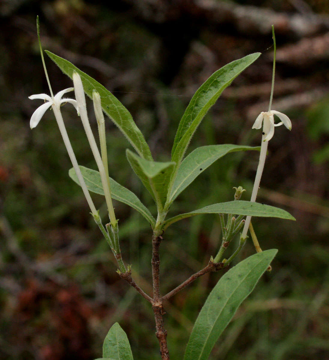 Image of Pavetta radicans Hiern