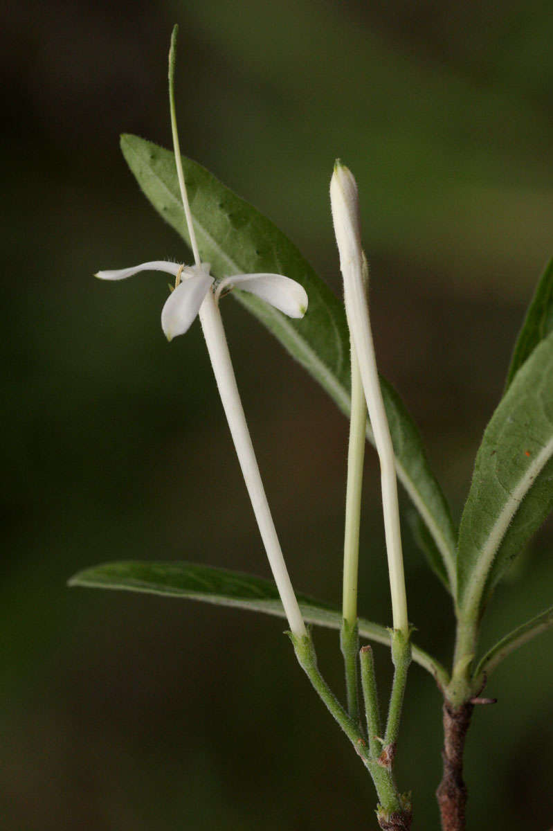 Image of Pavetta radicans Hiern