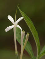 Image of Pavetta radicans Hiern