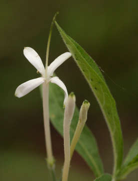 Image of Pavetta radicans Hiern