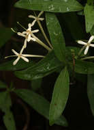 Image of Pavetta radicans Hiern