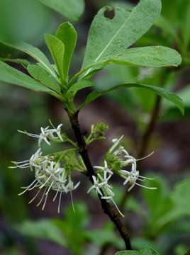 Image of Poison bride's-bush