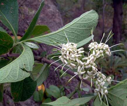 Image of Poison bride's-bush