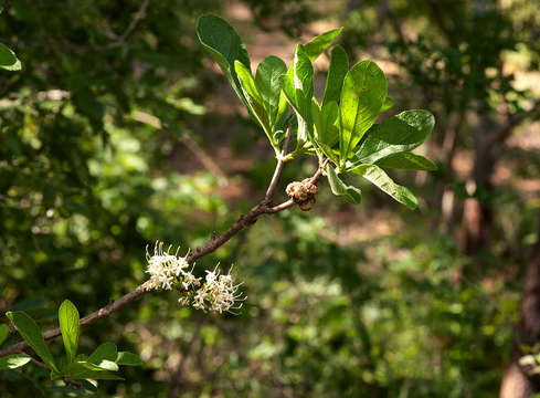 Image of Poison bride's-bush