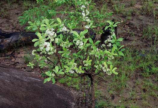 صورة Pavetta schumanniana F. Hoffm. ex K. Schum.