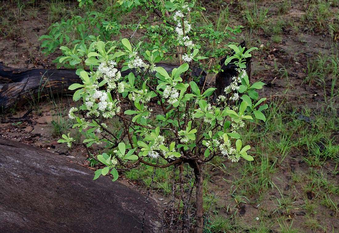 Image of Poison bride's-bush
