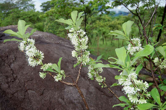 Image of Poison bride's-bush