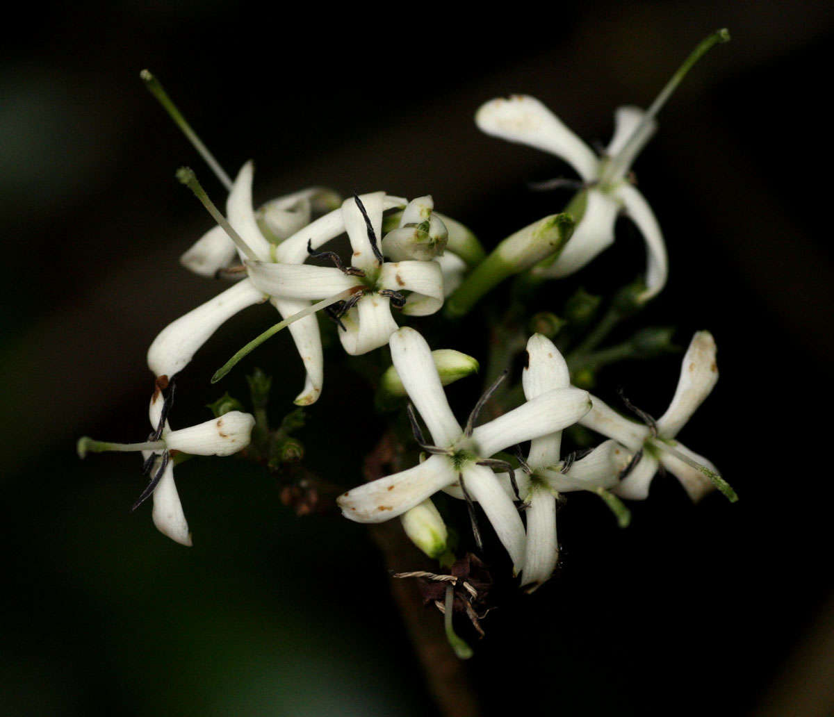 Image of Pavetta umtalensis Bremek.