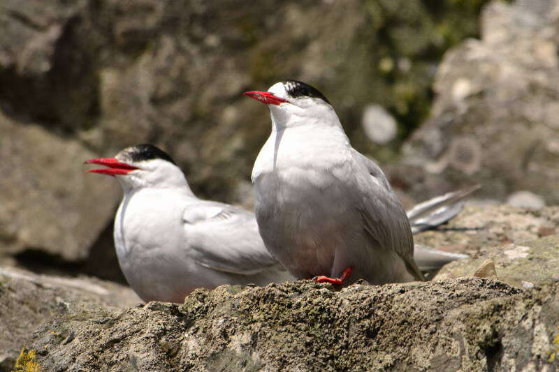 Image of Antarctic Tern