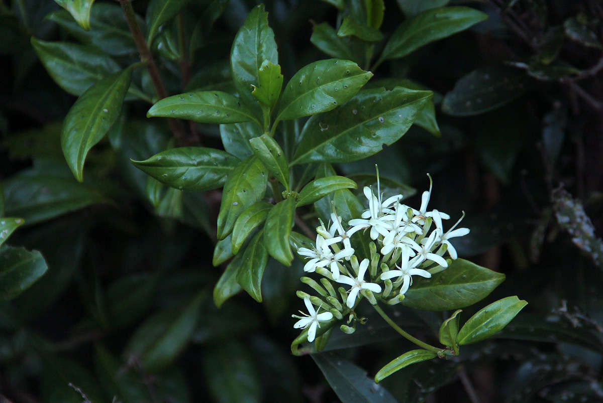 Image of Pavetta umtalensis Bremek.