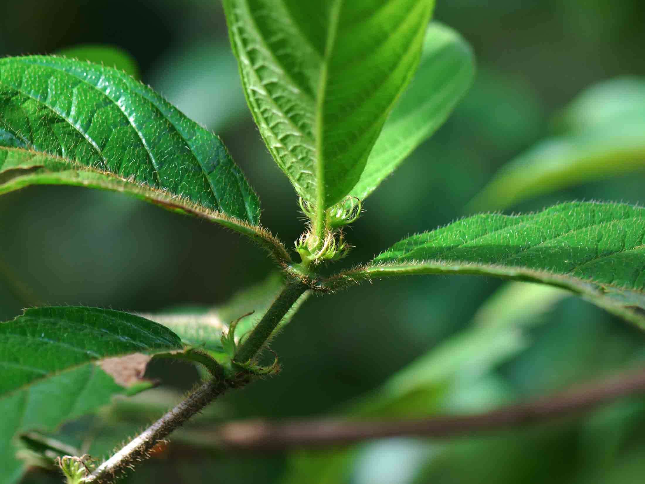 Image de Rutidea orientalis Bridson