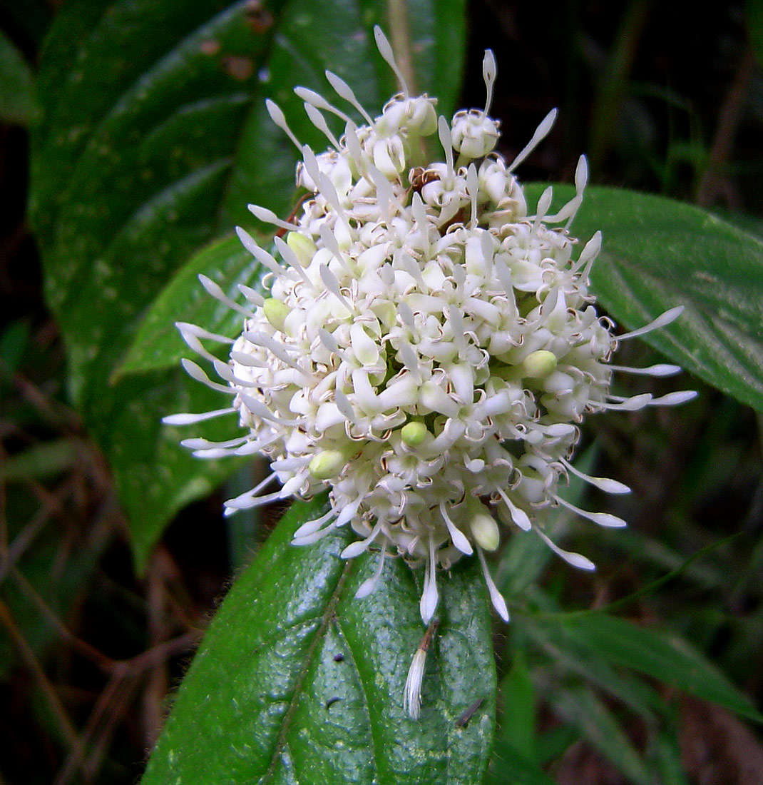 Image de Rutidea orientalis Bridson