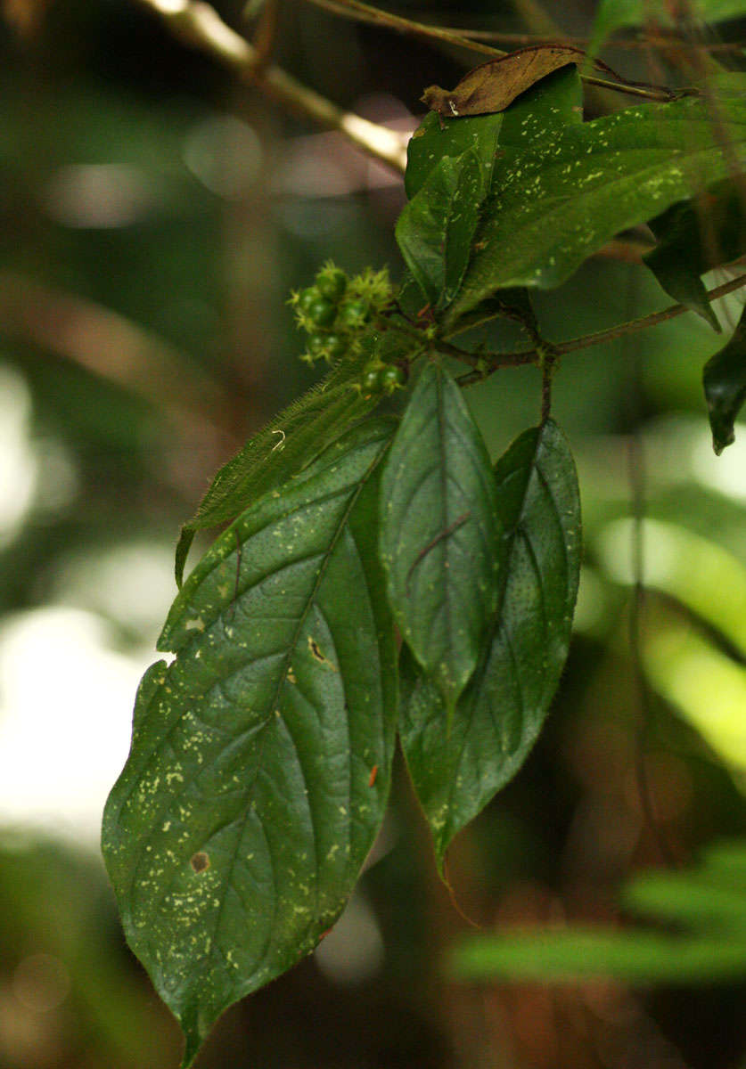 Image de Rutidea orientalis Bridson