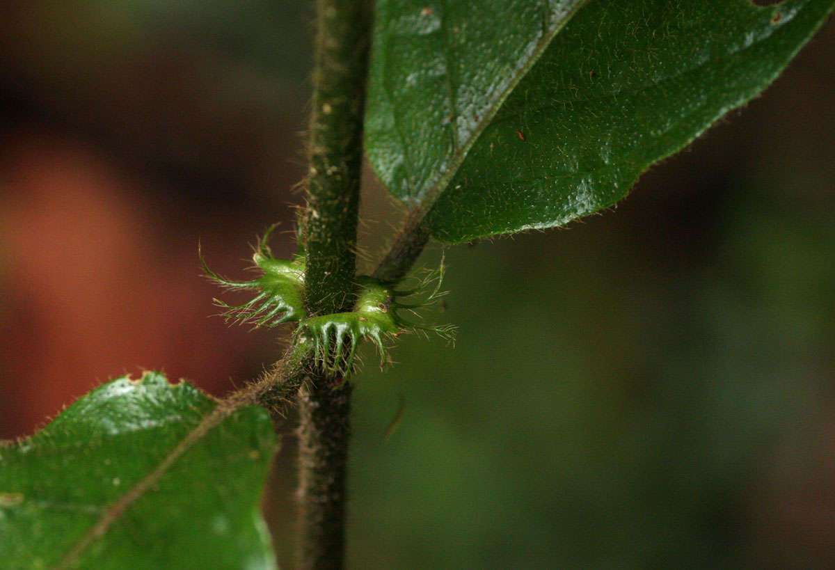 Image de Rutidea orientalis Bridson