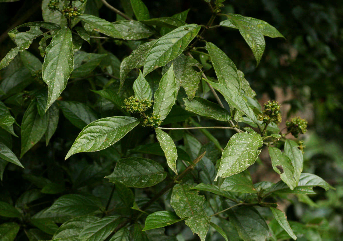 Image of Fringe tail