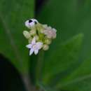 Image of Psychotria punctata var. punctata