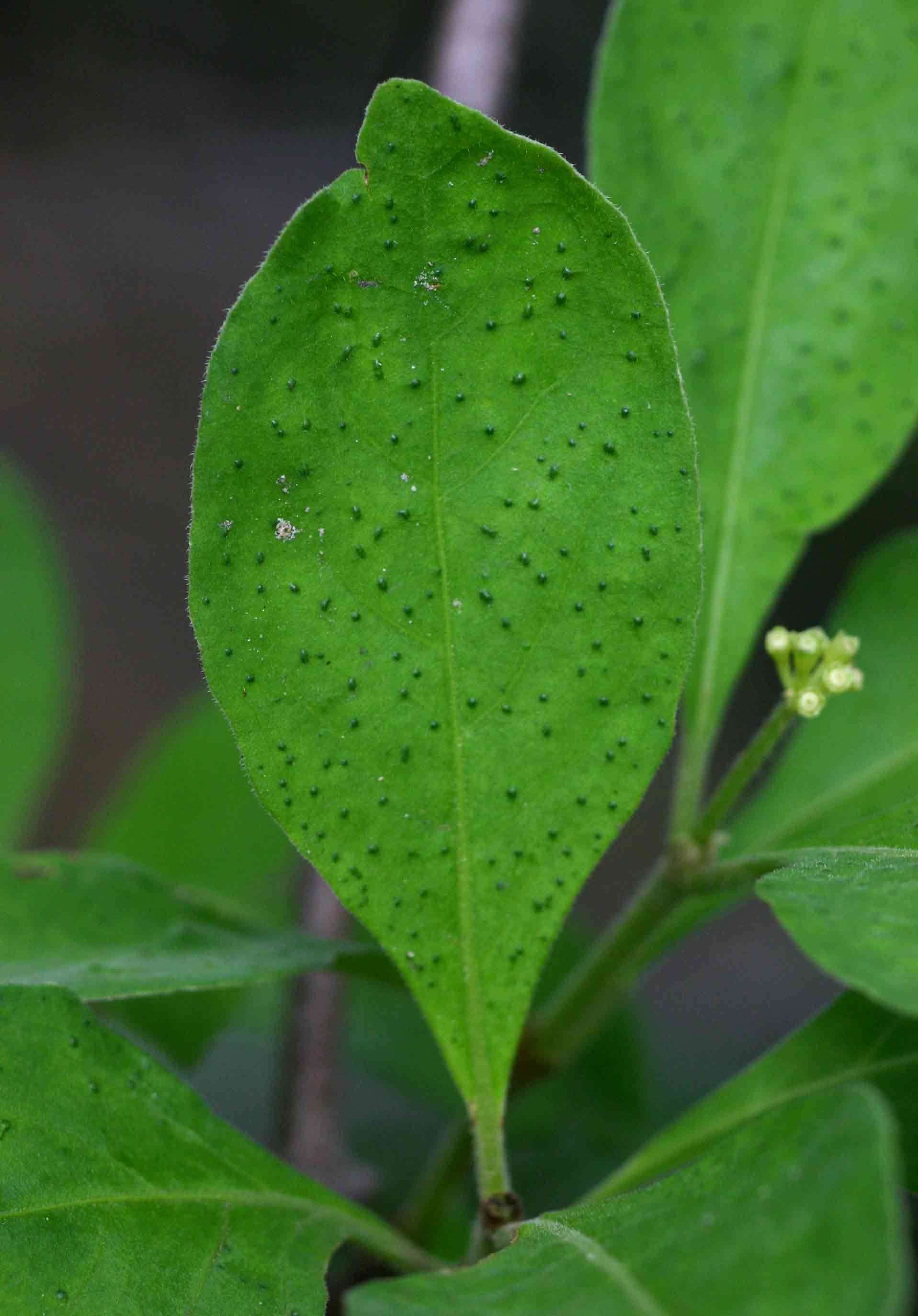 Plancia ëd Psychotria punctata Vatke