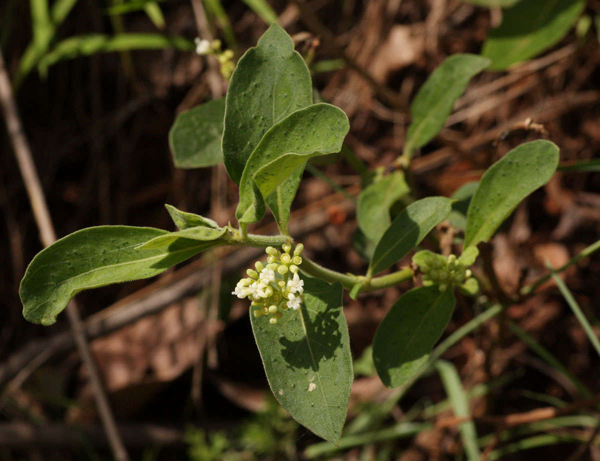 Image of dotted wild coffee