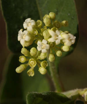 Image of dotted wild coffee